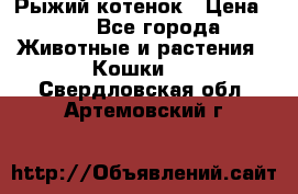 Рыжий котенок › Цена ­ 1 - Все города Животные и растения » Кошки   . Свердловская обл.,Артемовский г.